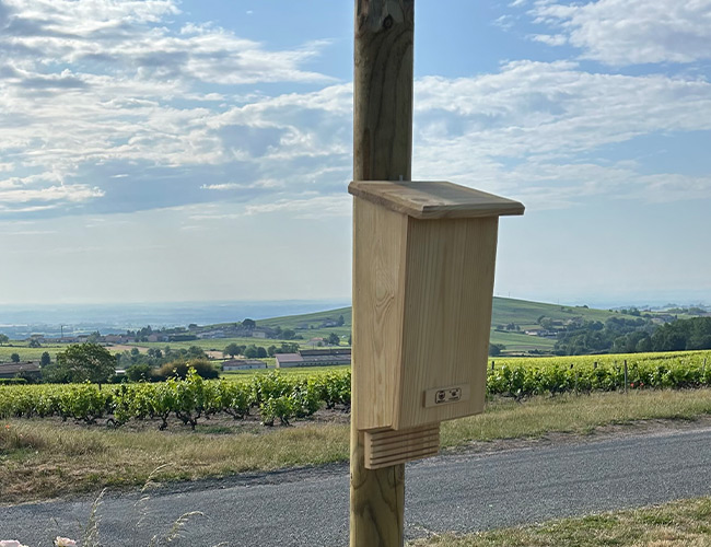 Bat box in Morgon Cru vineyard