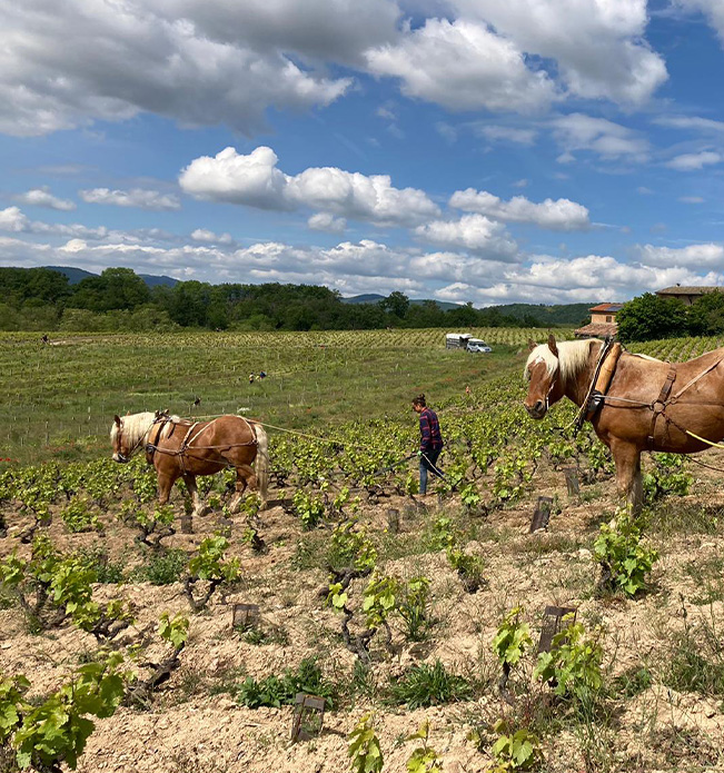 Plough horses Pompom & Gingembre working the rows