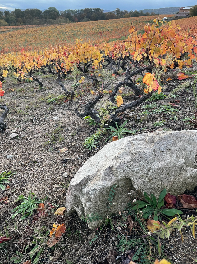 70 year-old Gamay Noir vines struggle in Morgon's pink granite soil