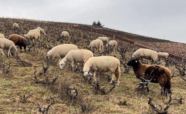 Sheep grazing in vineyard